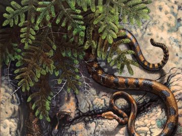 Snake, Spruce, Chipmunk