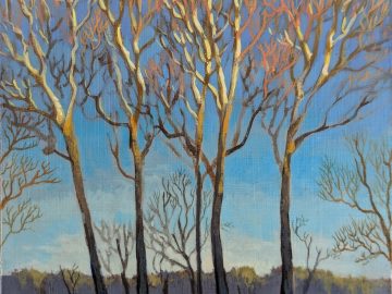 Sycamores