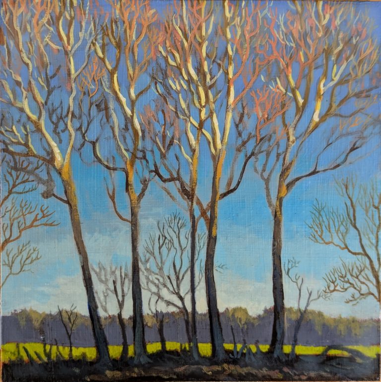 Sycamores